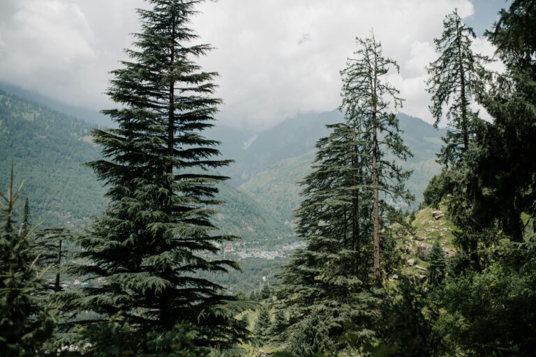 Scenic view of pine forests in Manali, India with lush greenery and majestic mountains.